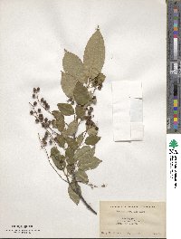 Prunus serotina image