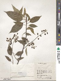 Prunus serotina image