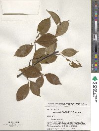 Prunus serotina image