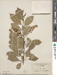 Prunus serotina image