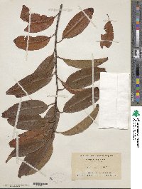 Prunus serotina image