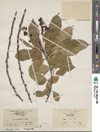 Prunus serotina image