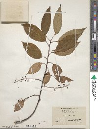 Prunus serotina image