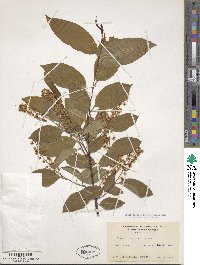 Prunus serotina image