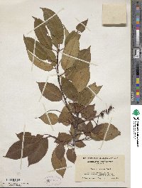 Prunus serotina image