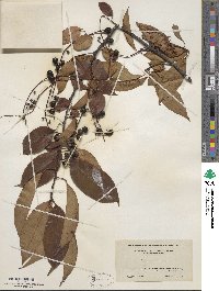 Prunus serotina image