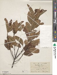 Prunus serotina image