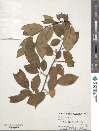 Prunus serotina image