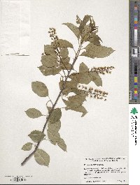 Prunus serotina image