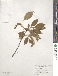 Prunus serotina image