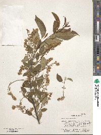Prunus serotina image
