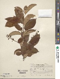 Prunus serotina image