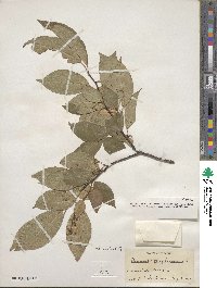 Prunus serotina image