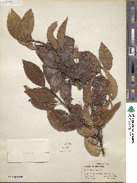 Prunus serotina image