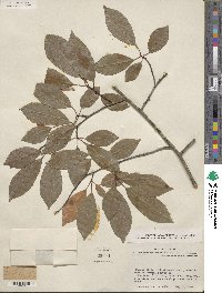 Prunus serotina image