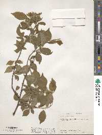 Prunus serotina image