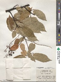 Prunus serotina image