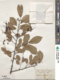 Prunus serotina image