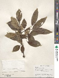 Prunus serotina image