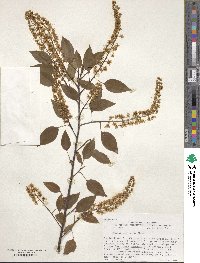 Prunus serotina image