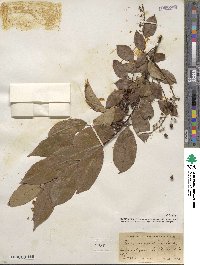 Prunus serotina image