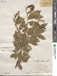 Prunus serotina image