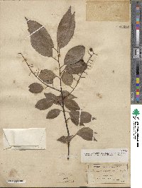 Prunus serotina image