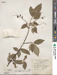 Prunus serotina image