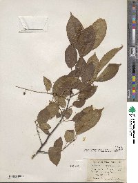 Prunus serotina image