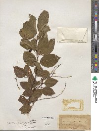 Prunus serotina image