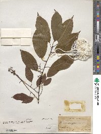 Prunus serotina image