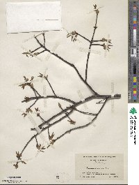 Prunus serotina image