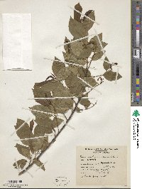 Prunus serotina image