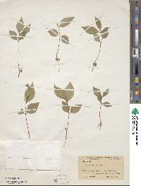 Prunus serotina image