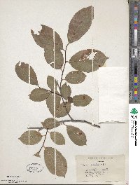 Prunus serotina image