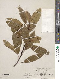 Prunus serotina image