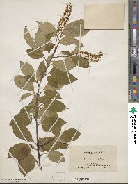 Prunus serotina image