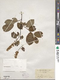 Prunus serotina image