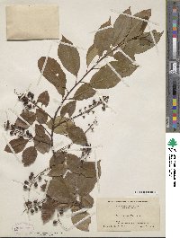 Prunus serotina image