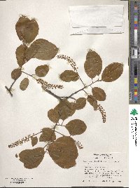 Prunus alabamensis image