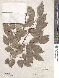 Prunus serotina image