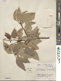 Prunus serotina var. eximia image