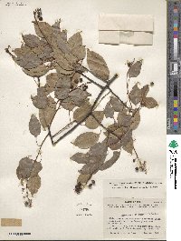 Prunus serotina var. eximia image