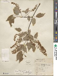 Prunus serotina var. eximia image