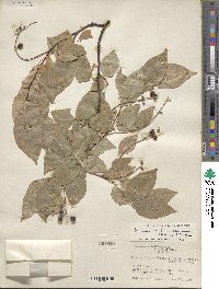 Prunus serotina var. eximia image