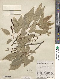 Prunus serotina var. eximia image