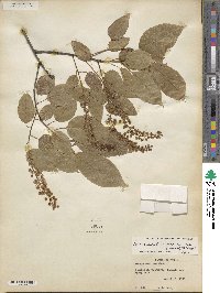 Prunus serotina var. eximia image