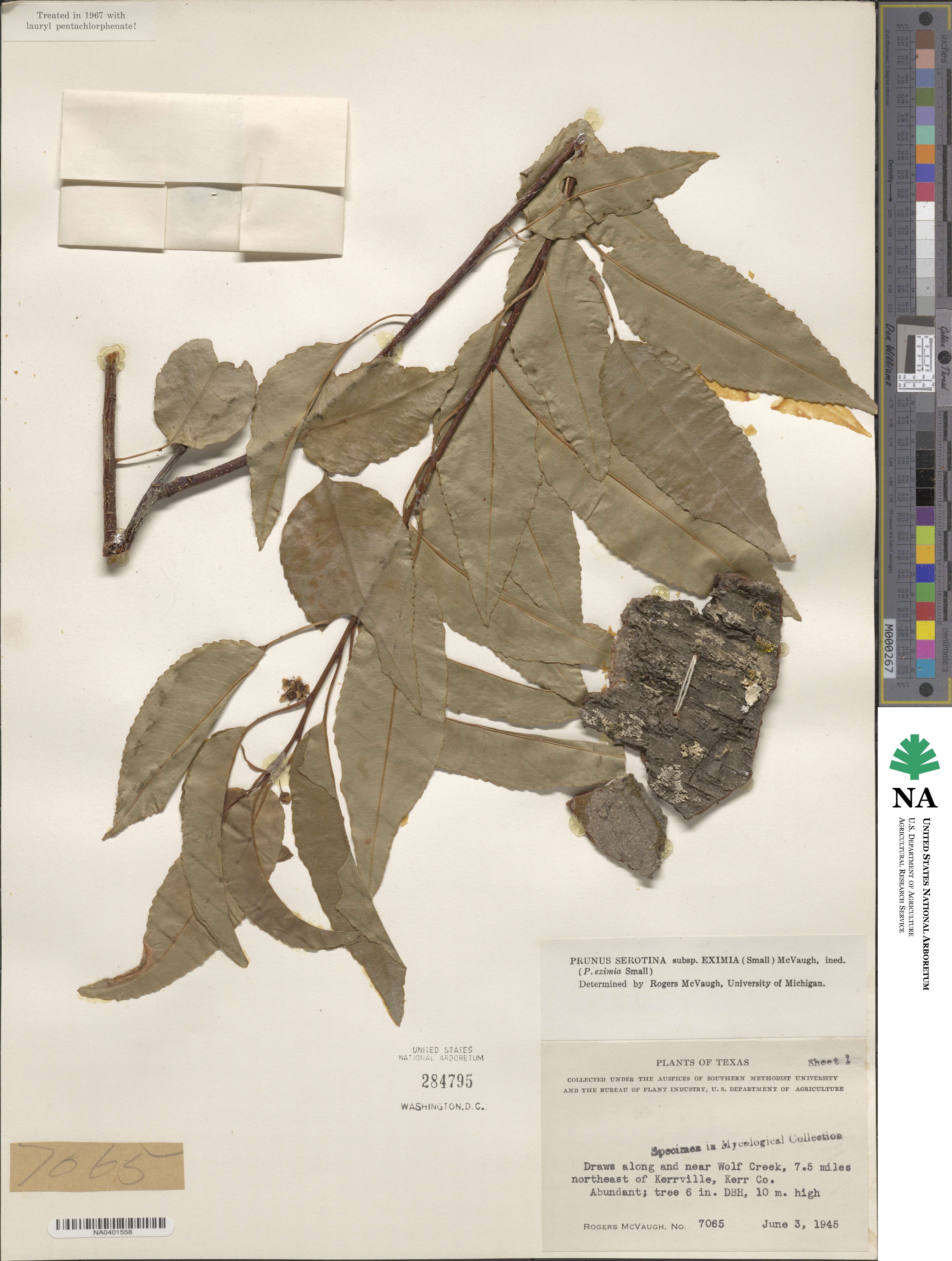 Prunus serotina var. eximia image