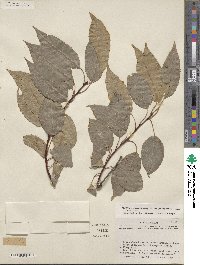 Prunus serotina var. eximia image