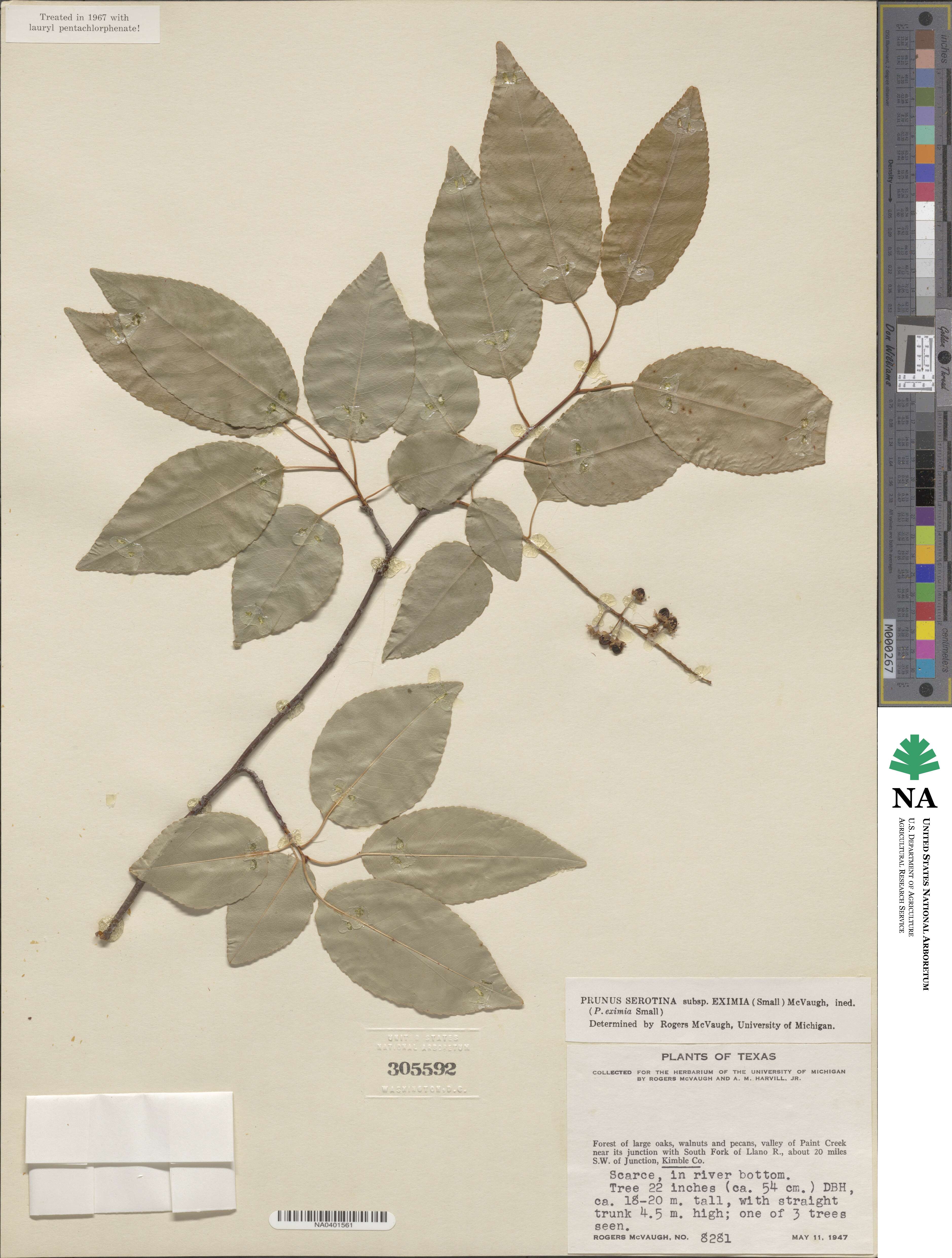 Prunus serotina var. eximia image